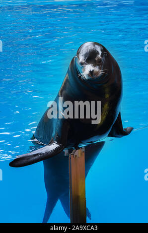 Sea Lion oder Fell Dichtung im Schwimmbad im Zoo. Stockfoto