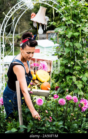 Frau, die in einem Garten, der Holzkiste mit Gemüse, Kommissionierung rosa Dahlien. Stockfoto