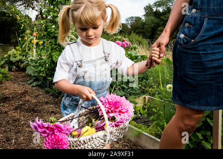 Mädchen mit Korb mit rosa Dahlien gehen Hand in Hand mit einer Frau durch einen Garten. Stockfoto