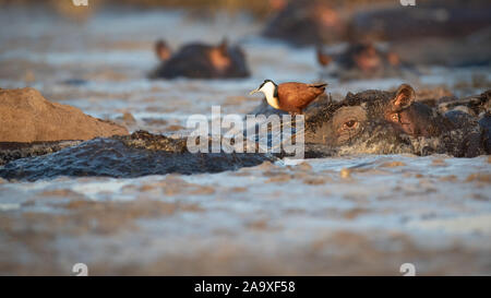 Einen Afrikanischen jacana Vogel, actophilornis Africanus, Schritte über Nilpferde, Nilpferd, suhlen im Wasser. Stockfoto