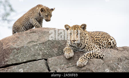 Eine Mutter leopard Panthera Pardus, liegt auf Felsbrocken mit ihrem Jungen. Stockfoto