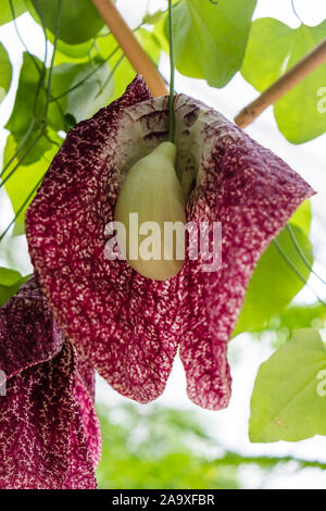 Aristolochia gigantea, die gemeinhin als Brasilianische Dutchman's Rohr oder riesige Pelikan Blume Stockfoto