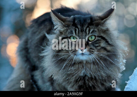 Eine wütende Norwegische Waldkatze Mann sitzt auf einem Stein im Winter Anstarren der Fotograf Stockfoto