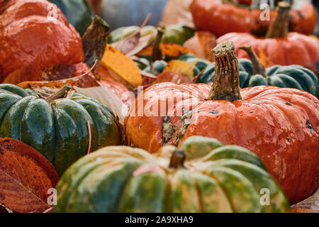 Herbst Ernte bunte Kürbisse und Kürbisse in verschiedenen Sorten Stockfoto