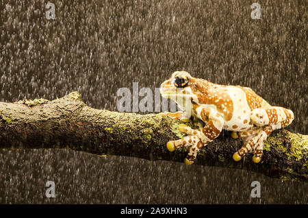 Amazon Milch Frosch - Erwachsene (Trachycephalus resinifictrix) Stockfoto