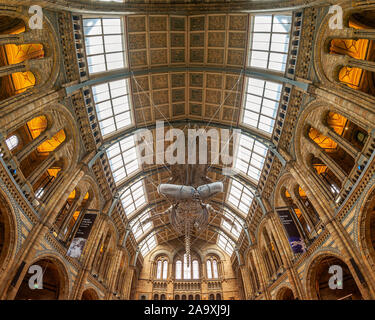 London, Großbritannien. Hall des natürlichen historischen Museum. Stockfoto