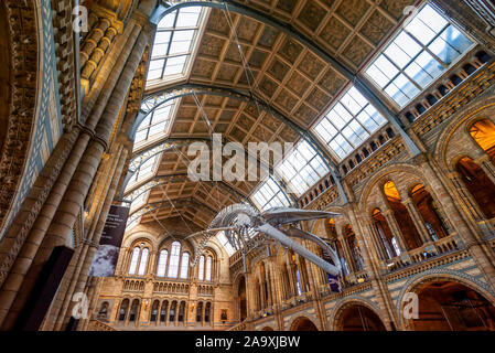 London, Großbritannien. Hall des natürlichen historischen Museum. Stockfoto