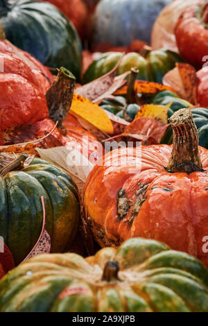 Bunte Herbst Kürbisse in verschiedenen Sorten Stockfoto