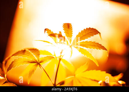 Indoor Anbau von Cannabis unter Lampen warmen Gelb Beleuchtung Entlastung, wachsende Marihuana, Cannabis Blätter Ansicht von unten. Stockfoto