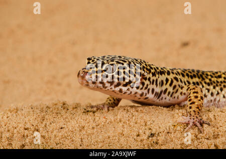 Leopardgecko (Eublepharis Macularius) Stockfoto