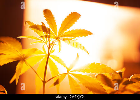 Indoor Anbau von Cannabis unter Lampen warmen Gelb Beleuchtung Entlastung, wachsende Marihuana, Cannabis Blätter Ansicht von unten. Stockfoto