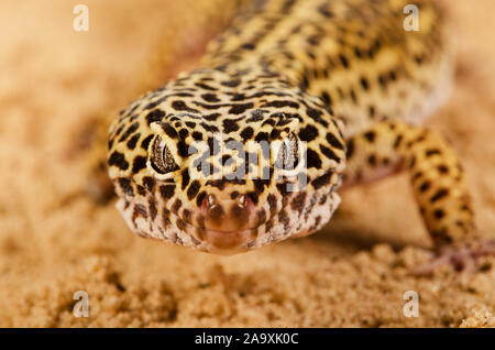 Leopardgecko (Eublepharis Macularius) Stockfoto