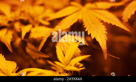 Indoor Anbau von Cannabis unter Lampen warmen Gelb Beleuchtung Entlastung, wachsende Marihuana, Cannabis Blätter Ansicht von unten. Stockfoto