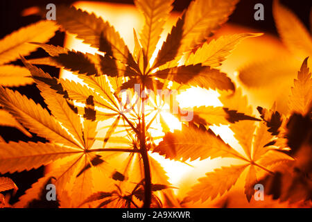 Künstliche Beleuchtung für den Anbau und die Pflege der Innen-, medizinischen Cannabis Sorten. helle gelbe Sonnenlicht von unten für Marihuana. Stockfoto