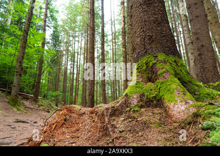 Blick auf Pinien mit Moos im Pinienwald Stockfoto