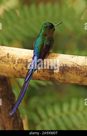 Violett-tailed Sylph (Aglaiocercus Kingii) erwachsenen männlichen auf hölzernen Rampe Vinicio Birdwatchers House, Nono-Mindo Straße, Ecuador Februar gehockt Stockfoto