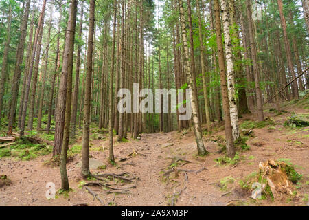 Ruhige und friedliche Natur in einem Pinienwald Stockfoto