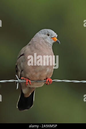 Quaken Boden - Dove (Columbina Cruziana) erwachsenen männlichen thront auf Stacheldrahtzaun Loja, Ecuador Februar Stockfoto