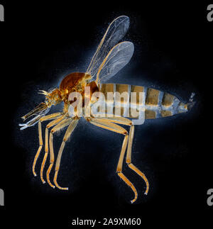 Empis livida. eine Art Tanz fliegen. Darkfield photomicrograph Stockfoto