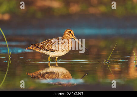 Snipe steht im flachen Wasser mit Spiegelbild im Wasser Stockfoto