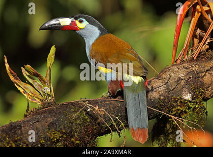 Platte in Rechnung gestellt wird, Berg - (Selenidera laminirostris) Erwachsenen auf dem Zweig Vinicio Birdwatcher's House, Nono-Mindo Straße, Ecuador Februar gehockt Stockfoto