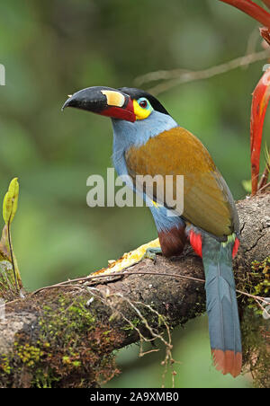 Platte in Rechnung gestellt wird, Berg - (Selenidera laminirostris) Erwachsenen auf dem Zweig Vinicio Birdwatcher's House, Nono-Mindo Straße, Ecuador Februar gehockt Stockfoto