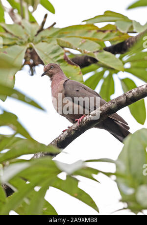 Plumbeous Pigeon (Patagioenas plumbea) Erwachsenen auf dem Zweig Bombascaro Fluss, Zamora, Ecuador Februar gehockt Stockfoto