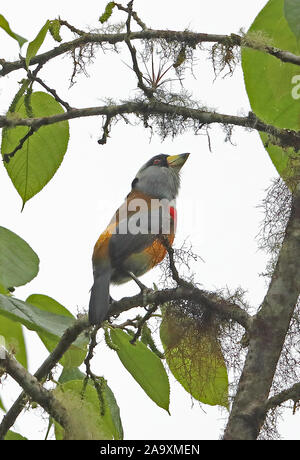 Toucan Barbet (Semnornis ramphastinus ramphastinus) Erwachsene in der Haube Bellavista Cloud Forest Lodge, Ecuador Februar gehockt Stockfoto