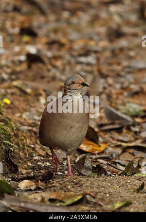 White-throated Wachtel - Dove (Zentrygon frenata) Erwachsenen auf dem Waldboden Tapichalaca finden, Ecuador Februar Stockfoto