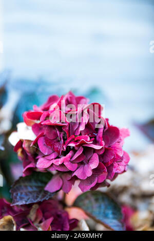 Hortensie Blume im Garten Stockfoto