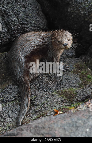 Marine Fischotter (Lontra Felina) Erwachsenen auf dem Rock, gefährdete Arten, die in der Nähe von Valparaiso, Chile Januar Stockfoto