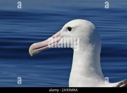 Northern Royal Albatross (Diomedea epomophora sanfordi) Nahaufnahme von adulten Kopf, gefährdete Arten, Valparaiso, Chile Januar Stockfoto