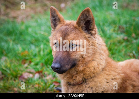 Altdeutschem Hütehund - Westerwälder Kuhhund/Alt Deutscher Schäferhund - Westerwalder Kuh Hund, Terrier Stockfoto