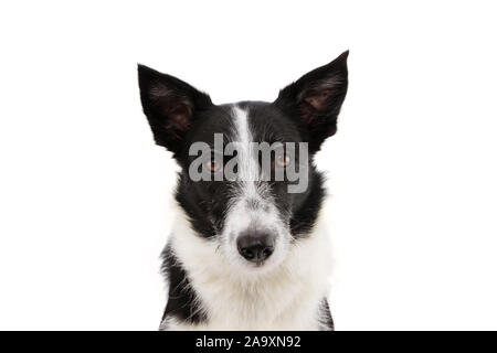Portrait ernst oder böse Border Collie Hund. Auf weissem Hintergrund. Stockfoto