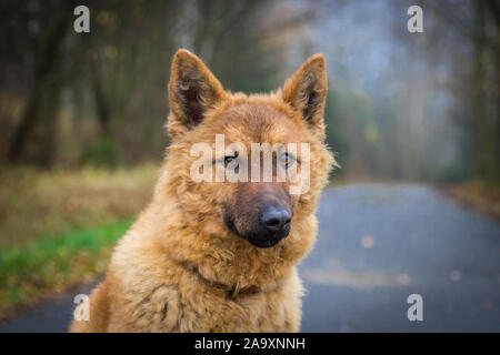 Altdeutschem Hütehund - Westerwälder Kuhhund/Alt Deutscher Schäferhund - Westerwalder Kuh Hund, Terrier Stockfoto