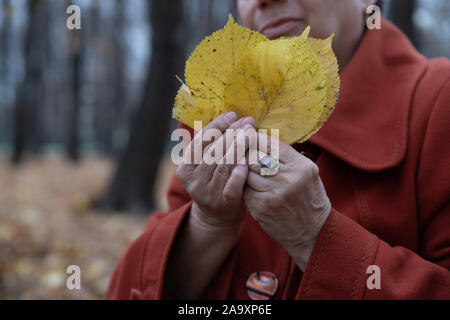 Hände von einer älteren Frau mit gelben Blätter im Herbst Stockfoto