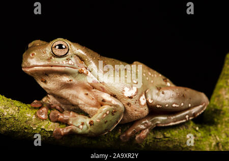 White's Tree Frog (Litoria caerulea) Stockfoto