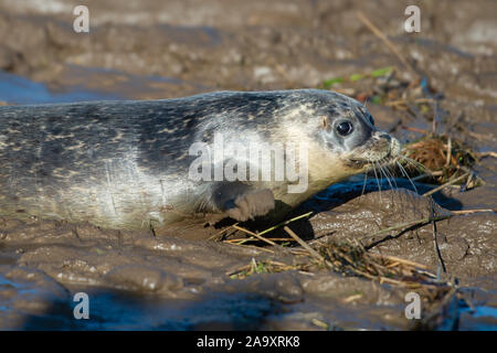 Gemeinsame seal pup Goblin ist wieder in der Wildnis in der Nähe von Sutton Bridge in Lincolnshire nach Stillte zurück zu voller Gesundheit an der RSPCA East Winch Wildlife Center in Norfolk. Stockfoto