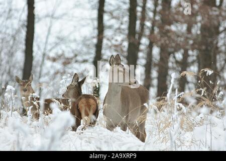 Reh mit seinem Nachwuchs im Winter Landschaft. Stockfoto