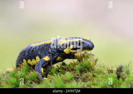 Feuersalamander/Feuersalamander (Salamandra salamandra) zu sitzen, zu Fuß über einen bemoosten Baumstamm, Nahaufnahme, Natur, Europa. Stockfoto