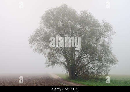 Alte Willow Tree in Nebel an einem kalten Novembermorgen, November Blues, im Herbst, Meerbusch, Lank-Latum, in Deutschland, in Europa. Stockfoto
