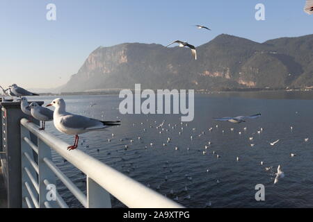 Kunming, Provinz Yunnan in China. 17. Nov, 2019. Black-headed Möwen Rest durch die Bank von den Dianchi-see in Kunming, Provinz Yunnan im Südwesten Chinas, Nov. 17, 2019. Credit: Jin Linpeng/Xinhua/Alamy leben Nachrichten Stockfoto