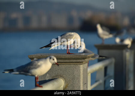 Kunming, Provinz Yunnan in China. 17. Nov, 2019. Black-headed Möwen Rest durch die Bank von den Dianchi-see in Kunming, Provinz Yunnan im Südwesten Chinas, Nov. 17, 2019. Credit: Li Mangmang/Xinhua/Alamy leben Nachrichten Stockfoto