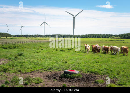 Windenergieanlagen mit Kühe auf einer Wiese im Vordergrund an einem sonnigen Frühlingstag Stockfoto