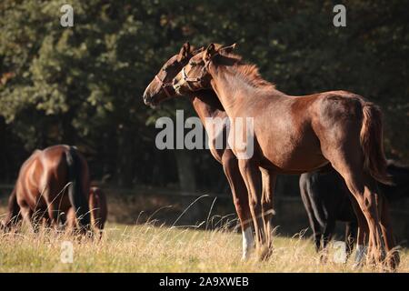 Fohlen auf der Weide zu Beginn des Herbstes. Stockfoto