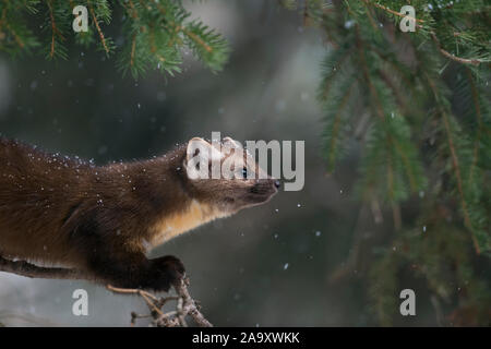 Amerikanische Marder/Baummarder/Fichtenmarder (Martes americana) in leichtem Schneefall, sitzen in einem Nadelbaum, Baum, Nahaufnahme, Yellowstone NP, USA. Stockfoto