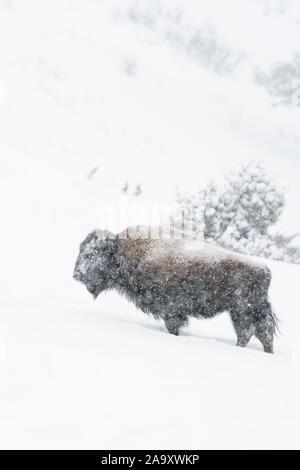 Amerikanische Bison (Bison bison) im Winter, stehen, ruht auf einem Hügel bei starkem Schneefall, Fell bedeckt mit Schnee, Yellowstone NP, Wyoming, USA. Stockfoto