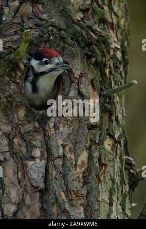 Größere / Buntspecht / Buntspecht (Dendrocopos major), juvenile, Küken, aus dem Nest hole, Europa suchen. Stockfoto