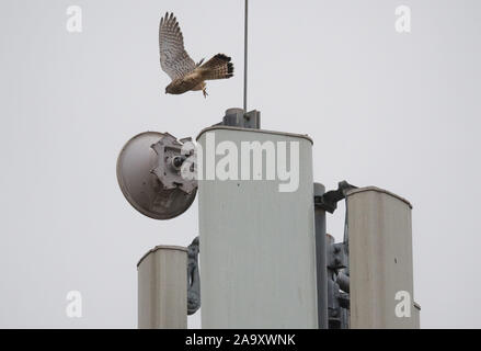 Hemmingen, Deutschland. Nov, 2019 18. Ein Falke fliegt neben einer Basisstation (mobile Mast) auf der Bundesstraße 3 in der Region Hannover. Die Bundesregierung will sich grundlegend in Deutschland Internet und Handy Empfang in den nächsten zwei Jahren verbessern. Credit: Julian Stratenschulte/dpa/Alamy leben Nachrichten Stockfoto