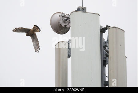 Hemmingen, Deutschland. Nov, 2019 18. Ein Falke fliegt neben einer Basisstation (mobile Mast) auf der Bundesstraße 3 in der Region Hannover. Die Bundesregierung will sich grundlegend in Deutschland Internet und Handy Empfang in den nächsten zwei Jahren verbessern. Credit: Julian Stratenschulte/dpa/Alamy leben Nachrichten Stockfoto